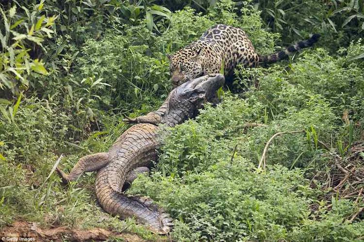 Picture 5 of Reported to the river, biting death crocodiles