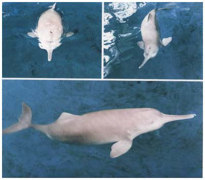 Picture 2 of Reportedly a very rare river dolphin