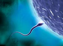 Picture 1 of Reproduction does not need sex