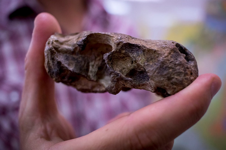 Picture 2 of Reptiles are as big as dogs, with venom before snakes appear