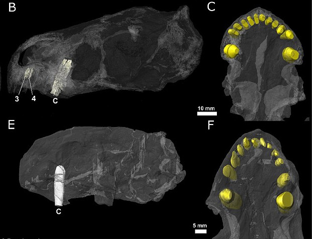 Picture 3 of Reptiles are as big as dogs, with venom before snakes appear