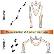 Picture 2 of Reptiles stand upright after the Fermi extinction