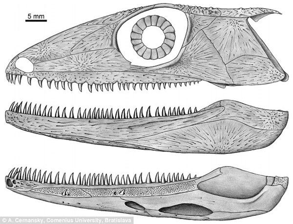Picture 1 of Reptilian skull recreates 300 million years old