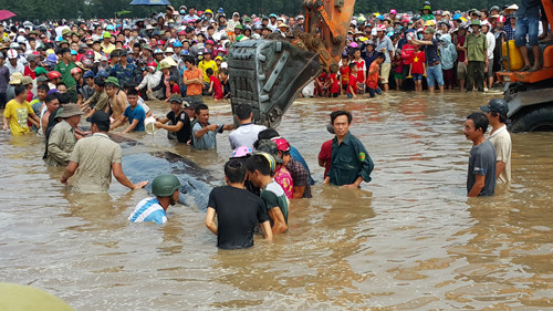 Picture 3 of Rescue 14m long whales stranded in Nghe An sea