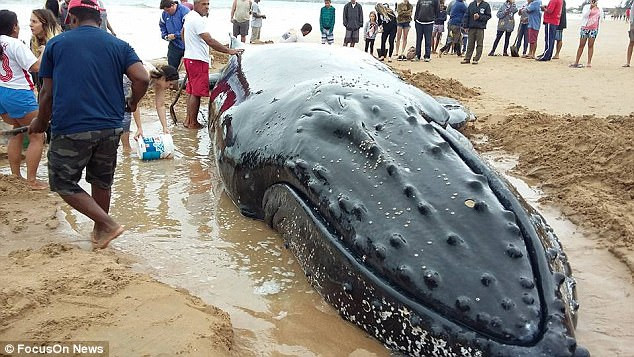 Picture 1 of Rescue 7-ton humpback whales stranded on Brazilian beach
