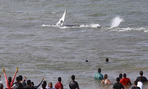 Picture 2 of Rescue 7-ton humpback whales stranded on Brazilian beach