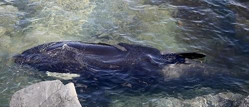 Picture 3 of Rescue killer killer whales on the rocks