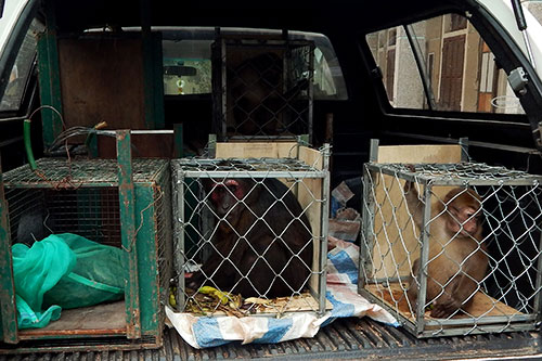 Picture 1 of Rescue many rare monkeys