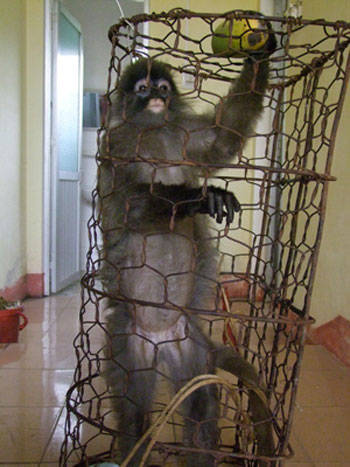 Picture 1 of Rescue precious langurs in Yen Bai