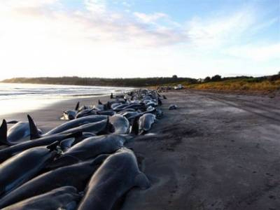 Picture 1 of Rescue whales in Australia