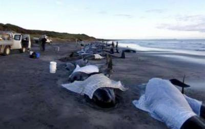 Picture 2 of Rescue whales in Australia