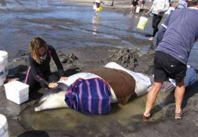 Picture 3 of Rescue whales in Australia