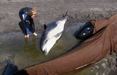 Picture 4 of Rescue whales in Australia