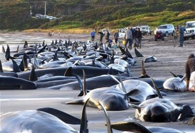 Picture 5 of Rescue whales in Australia