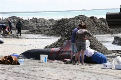 Picture 6 of Rescue whales in Australia