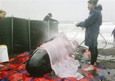 Picture 7 of Rescue whales in Australia