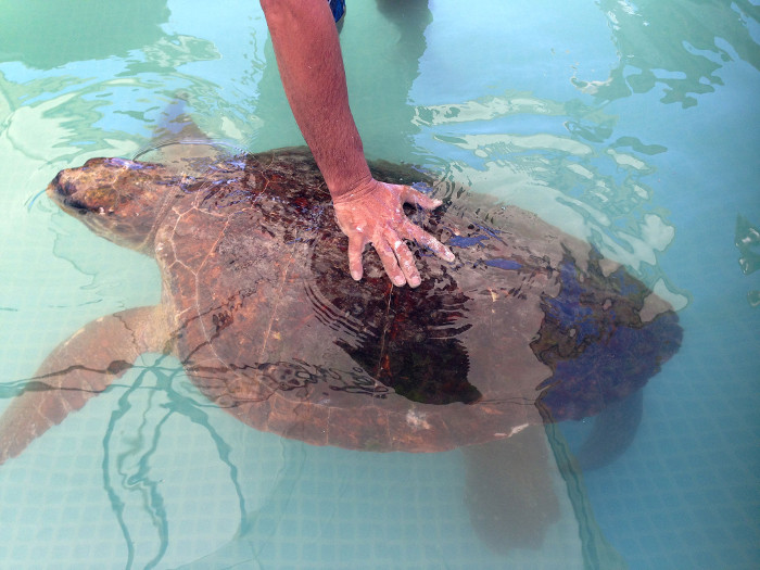 Picture 1 of Rescuing sea turtles was broken by humans