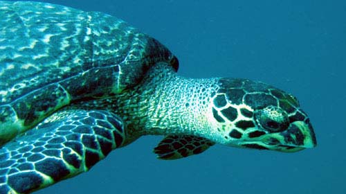 Picture 1 of Rescuing Vietnamese sea turtles