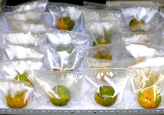 Picture 1 of Research and preserve fruits after harvest