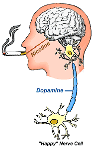 Picture 1 of Research demonstrates the role of nicotine in smoking