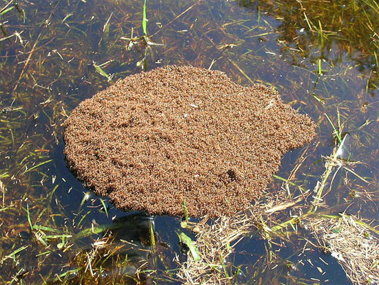 Picture 1 of Research fire ant behavior to develop rescue robots, waterproofing materials