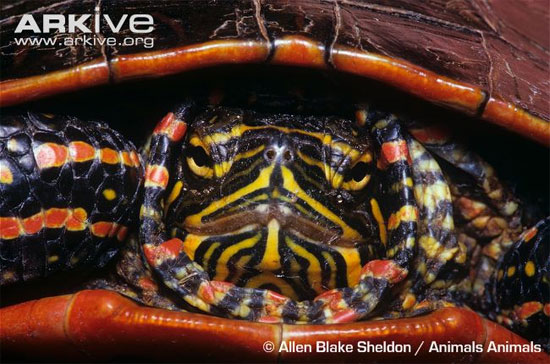 Picture 1 of Research gene turtle to treat cardiovascular disease