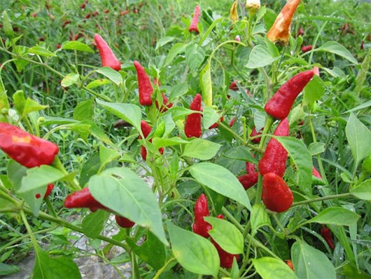 Picture 1 of Research genes to breed more spicy peppers