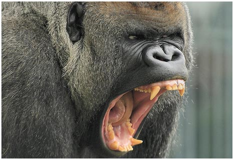 Picture 1 of Research on canine strength of primates