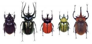 Picture 1 of Research on evolutionary theory: Long life of beetles