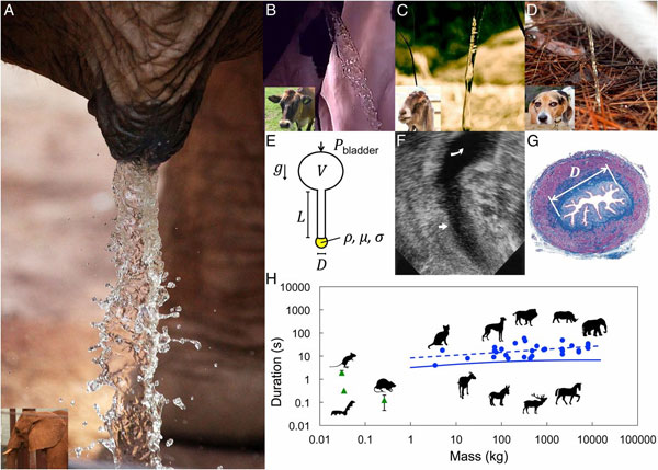 Picture 1 of Research on intense kisses won the Ig Nobel Prize in 2015