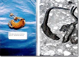 Picture 1 of Research on treatment of insects