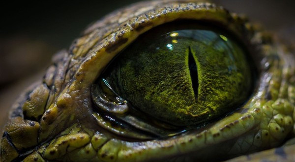 Picture 1 of Research proves that crocodile legend