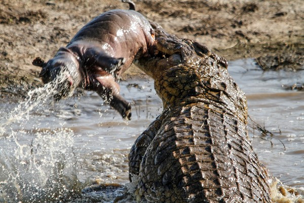 Picture 2 of Research proves that crocodile legend