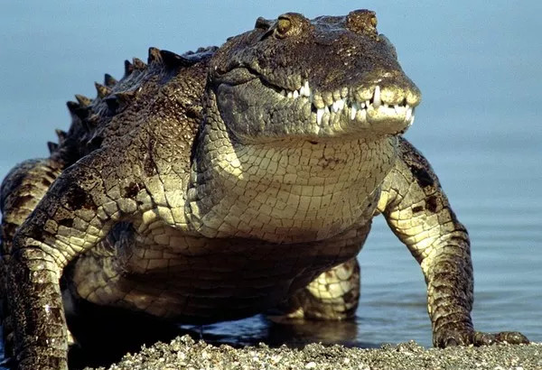 Picture 4 of Research proves that crocodile legend