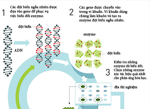 Picture 2 of Research to create new drugs won the Nobel Prize in Chemistry 2018