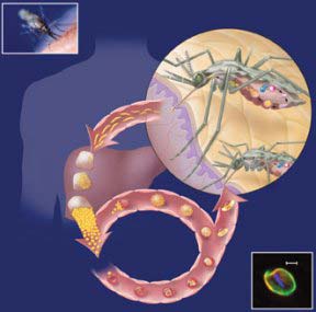 Picture 1 of Researchers found drugs that prevent malaria parasites