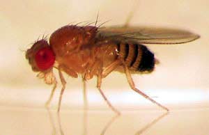 Researching fruit flies can help people stay healthy in the universe images 1