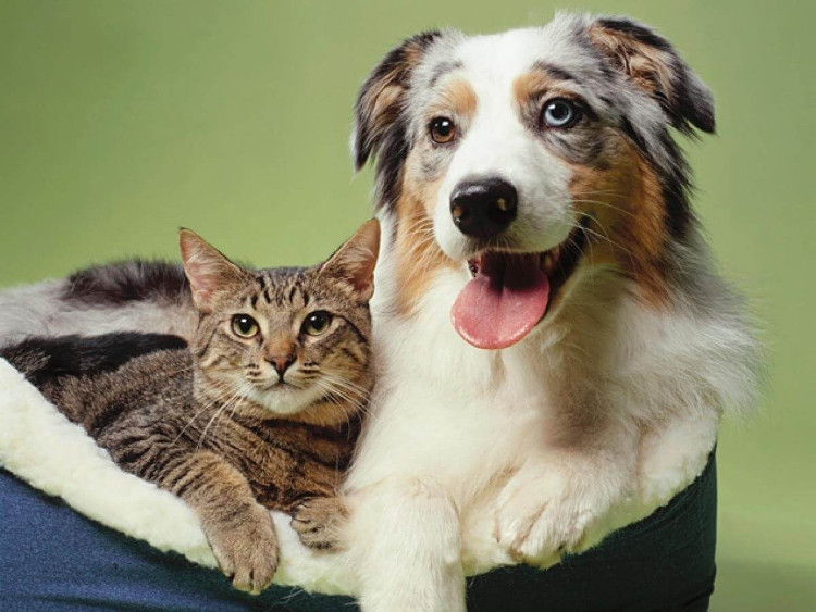 Picture 1 of Researching neuronal cells: dogs 'twice as smart' cats