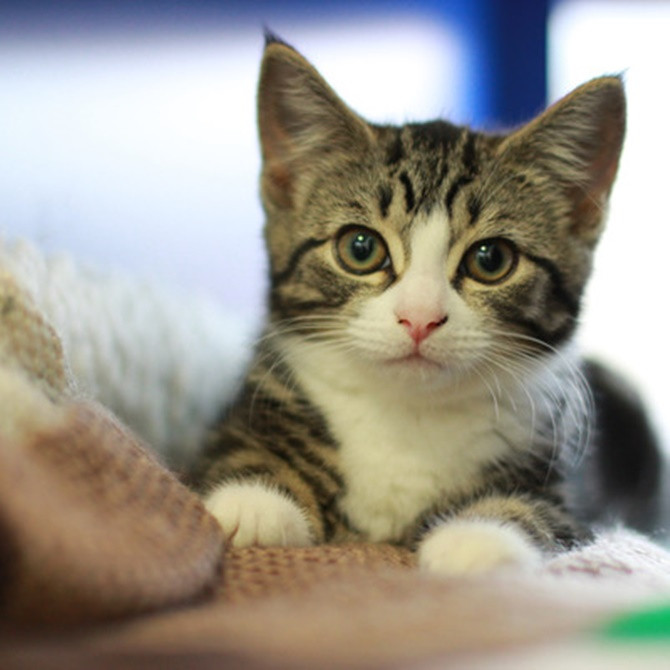 Picture 2 of Researching neuronal cells: dogs 'twice as smart' cats
