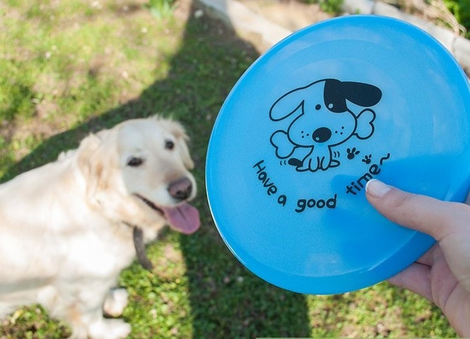 Picture 3 of Researching neuronal cells: dogs 'twice as smart' cats