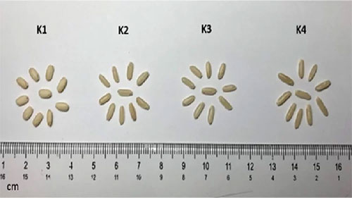 Picture 1 of Respiratory mutation techniques to create protein-rich rice varieties