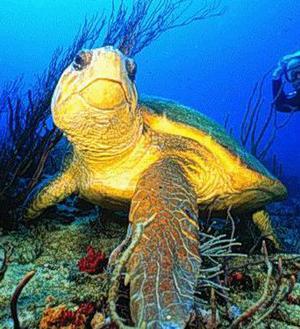 Picture 1 of Restoration of the Quan Dong turtle