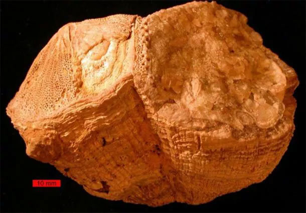 Picture 1 of Reveal shock from strange creatures 70 million years old: Earth rotates differently than the present
