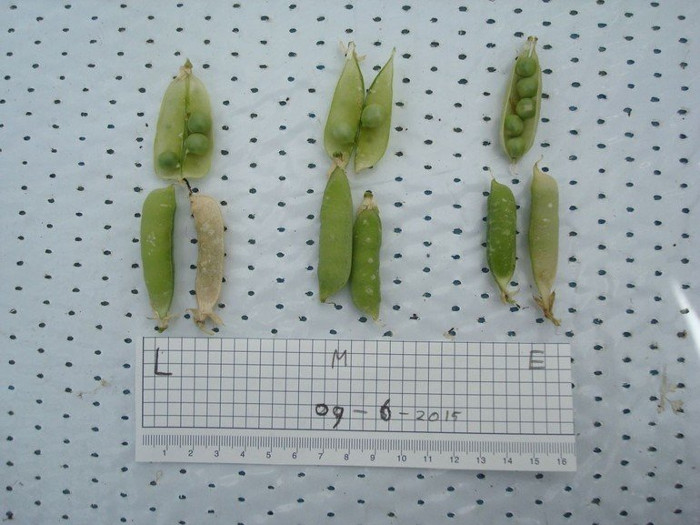 Picture 3 of Reveal the fruits and vegetables that will be grown on Mars