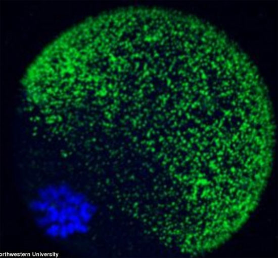 Picture 1 of Reveal the spectacular moment of embryo formation