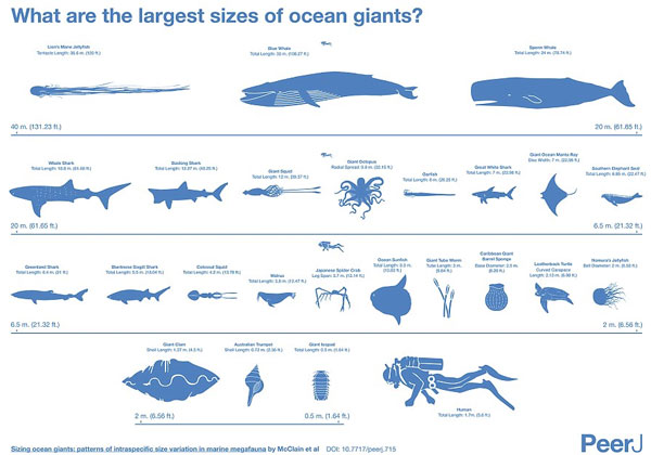 Picture 1 of Reveal the true size of giant sea monsters