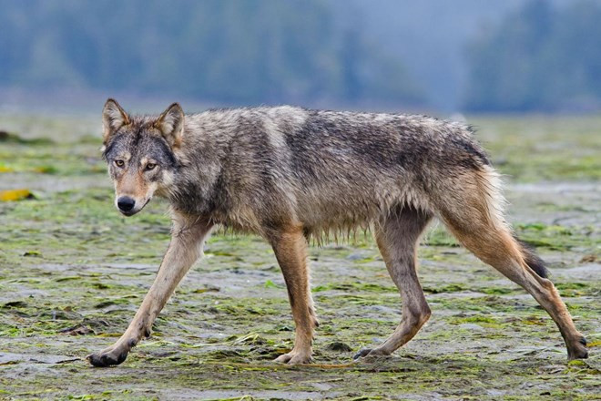 Picture 1 of Revealed about rare wolves who know how to swim, eat seafood