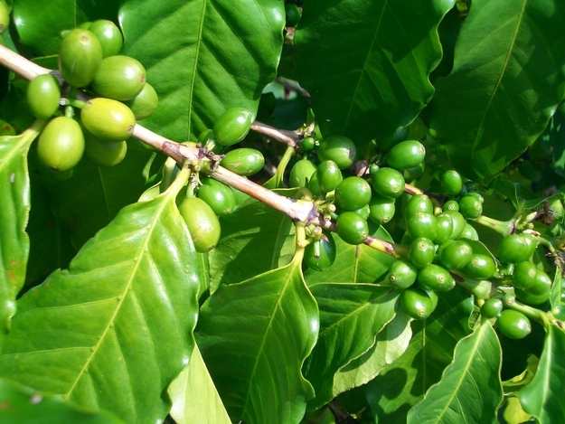 Picture 7 of Revealing an interesting secret about coffee makes you not surprised