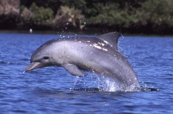 Picture 4 of Revealing new ancestors of modern dolphins