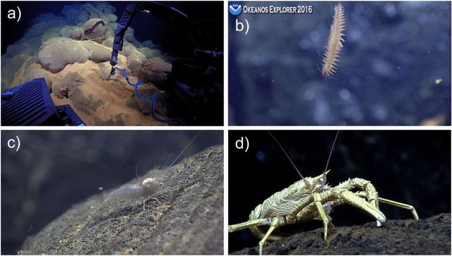 Picture 2 of Revealing new ecosystems under the deepest